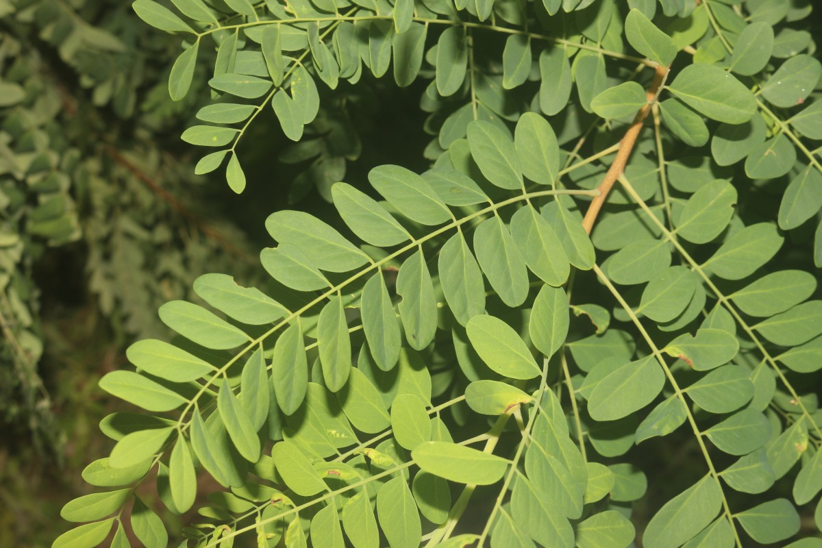 Chloroxylon swietenia DC.